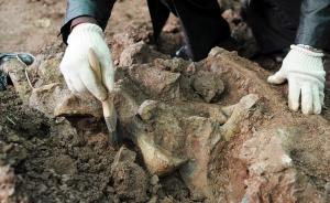 国土部建立古生物化石专家库：发挥专家在发掘鉴定等环节作用