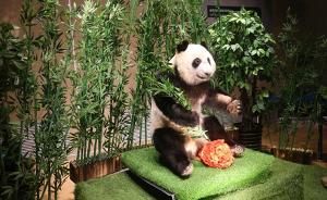 大连生命奥秘博物馆回应大熊猫塑化标本争议：用于科普教育