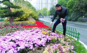 合肥政务区街头3个月被人捧走上千盆鲜花，损失二三十万元
