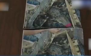 1500元网购2条鳄鱼，收到两张“纸鳄”