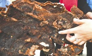 百年墓穴发现“血灵芝”？专家称系木腐菌，中医强调“慎服”