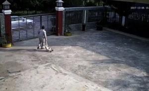 监拍:男子投毒偷狗再重摔,2分钟得手
