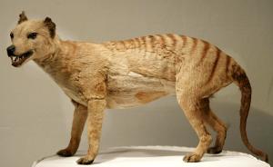 澳科学家测出已灭绝物种袋狼的基因组，只是复活的第一步