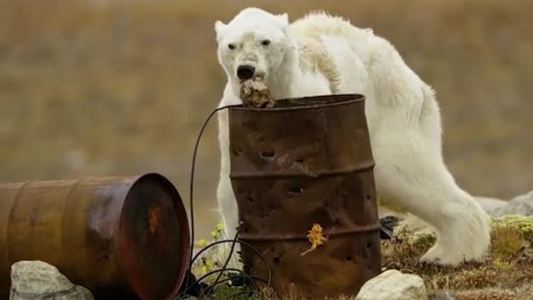 瘦骨嶙峋北极熊缓慢觅食，或因全球变暖