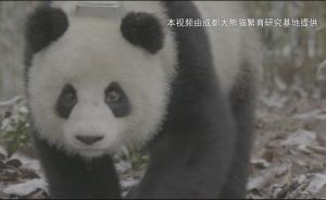 大熊猫“倩倩”已自主采食:系野化培训