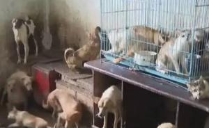 苏州老人13年收养70多只流浪猫狗，邻居不堪其扰纷纷搬走