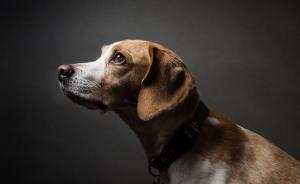 上海中医大6只实验犬求领养，不然安乐死？系流传多地的谣言