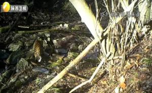金钱豹妈妈带两只幼崽周至保护区巡山，已存在稳定的种群栖息