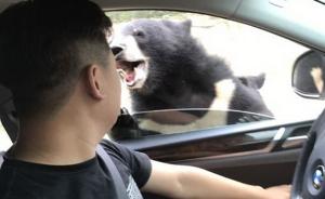 游客猛兽区开窗投食被黑熊咬伤手臂，八达岭野生动物园回应