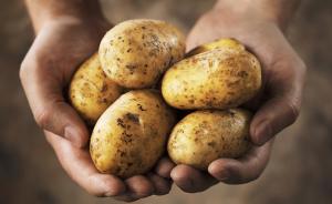 宁夏研发出100多种马铃薯主食产品，销售额1.84亿元