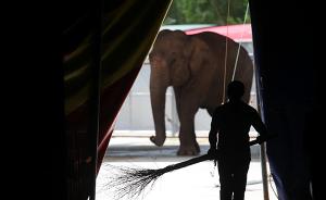 重庆领队在泰国为救两游客被大象踩踏致死：擅自合影激怒大象