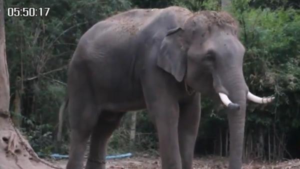 中国领队疑救游客，遭泰国大象踩踏身亡