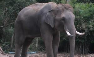 泰国大象踩死中国领队后续：发狂大象“退休”，驯象师被指控