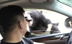 延庆官方通报“黑熊咬伤游客”：责令园方整改，限制自驾数量