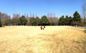 杭州西湖边六千平方米大草坪隆冬开放：小草已休眠、耐踩踏