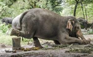 泰国大象夺命或因血腥驯化，这个中国人的大象庇护所却很暖