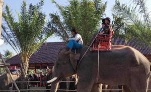 坐在发疯大象背上的游客夫妇：驯象师用象钩狠砸象脑袋致失控