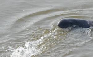 长江干流江豚科考结束：未通航夹江水域可能是江豚重要栖息地