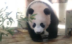 大熊猫香香成日本网红，直播首日访问量突破115万次