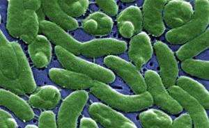 日本五百多人染“食肉菌”：吃肌肉或器官，或数十小时内死亡