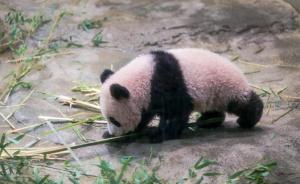 日媒关注中国“熊猫外交”：“小使者”塑造中国亲和力形象