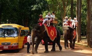 中领馆：泰国大象骑行等项目具一定危险系数，游客需谨慎选择