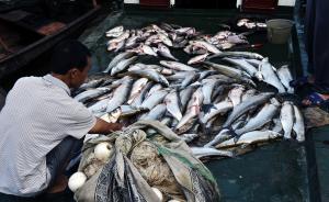 农业部：三大海区渔业资源总密度增加明显，最多达130%
