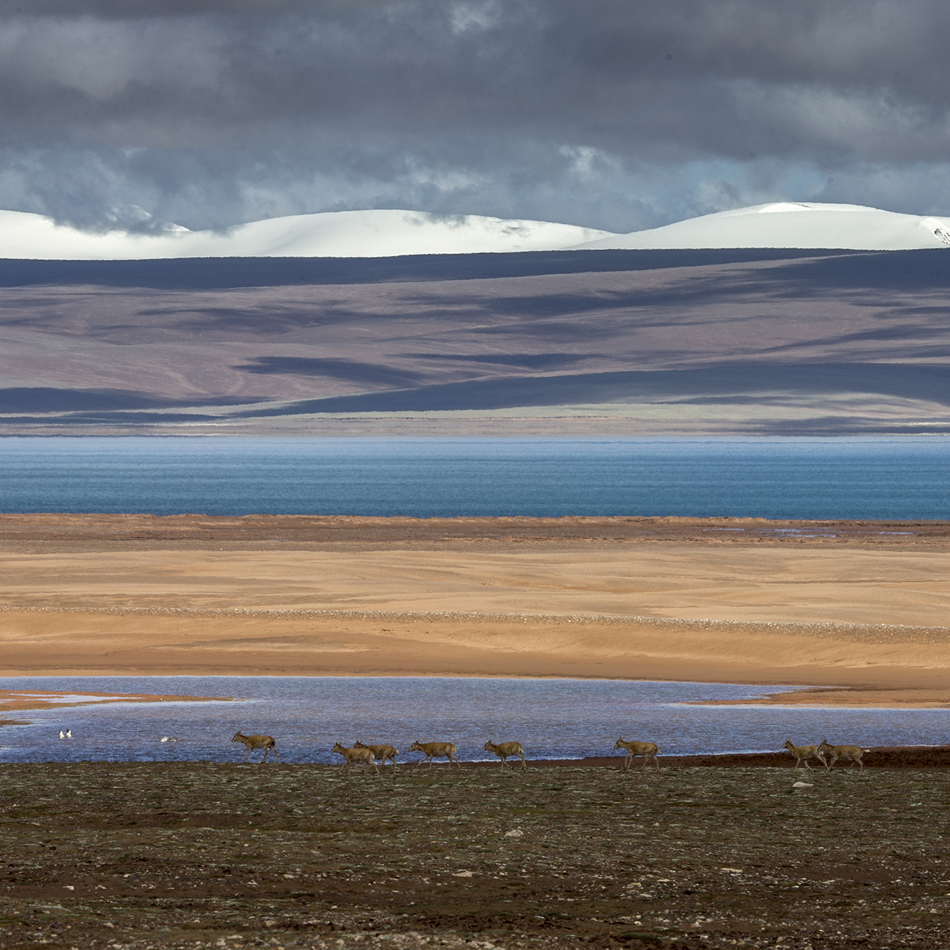 8、卓乃湖畔的藏羚羊群