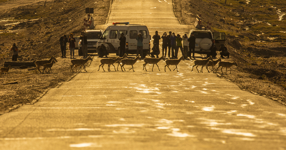 12、回迁三江源的藏羚羊群穿越青藏公路