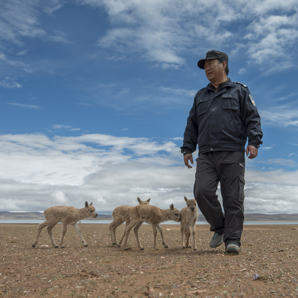 21、卓乃湖畔的保护站，工作人员带着小藏羚羊散步