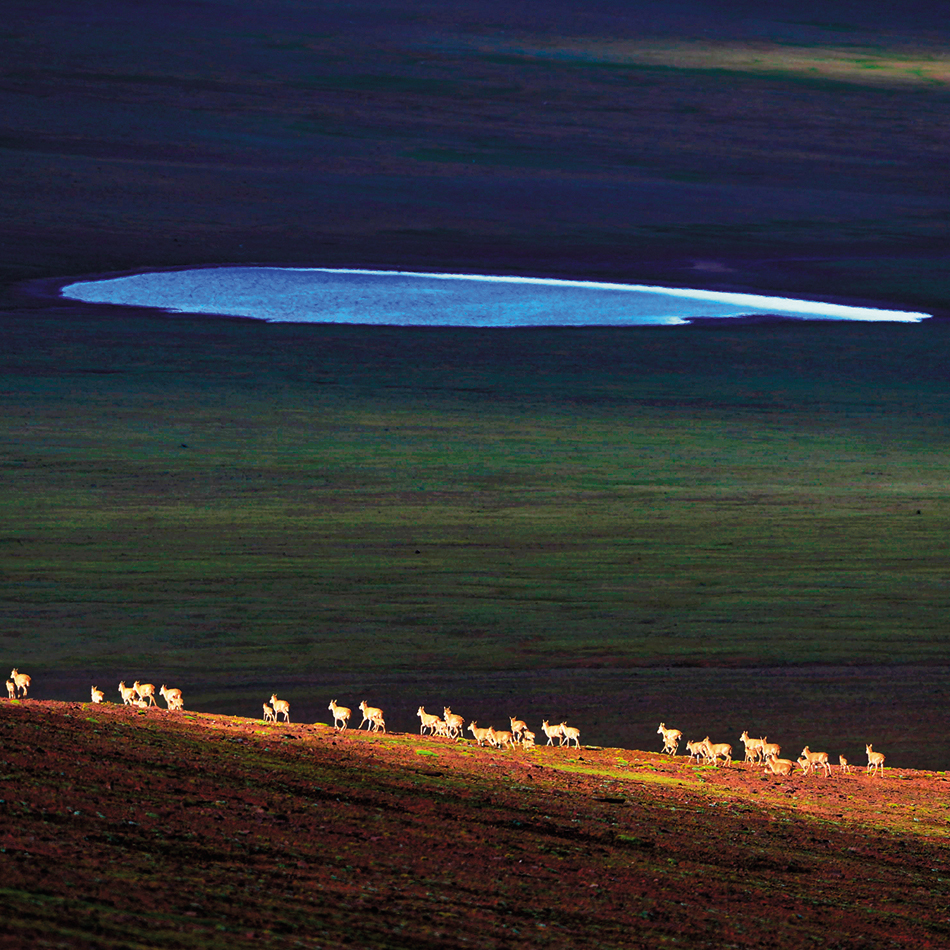 2、每年5月-7月，三江源的藏羚羊群会迁徙至可可西里卓乃湖一带觅食产羔