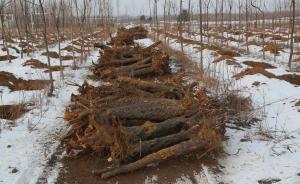河南新郑数百棵古枣树因拆迁被移植致死，镇政府被判担责