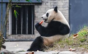 海归大熊猫暖暖落户都江堰，获颁全球首张大熊猫专属身份证