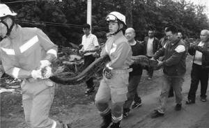 大蟒蛇偷鸡吃被村民围困，消防捕蛇后移交农林部门放生