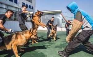 上海警方：9月中旬起浦东重点路段重点区域携犬巡逻将常态化