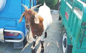 郑州市民的宠物羊溜达时被“顺手牵羊”，警方抓获嫌犯追回羊