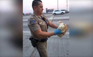 现实版“小鸡快跑”：警察封高速救鸡