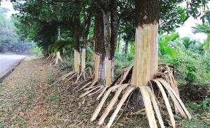 海南定安县1.5公里公路林被恶意毁坏，162颗树遭剥皮