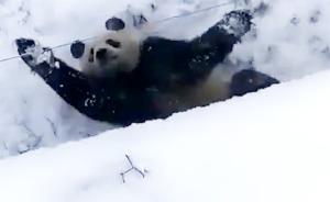 雪地里打滚，陕西4岁大熊猫秦秦卖萌
