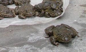 非法收售8只濒危虎纹蛙供人放生，马鞍山一男子被诉
