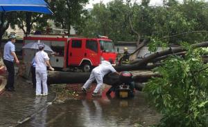 台风天鸽丨大树被刮倒砸中女子致身亡