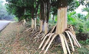 海南定安162棵树遭剥皮获打包急救，官方表态：将严查到底