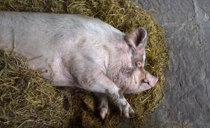 城事｜汶川地震幸存的“猪坚强”因腿伤卧地无法外出散步
