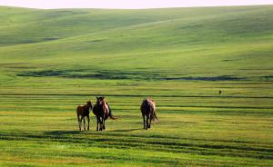 内蒙古草原生态恶化遏制：已恢复到上世纪80年代中期水平