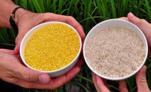 澳新批准黄金大米用于食品：混入进口稻米时不再被退运或销毁