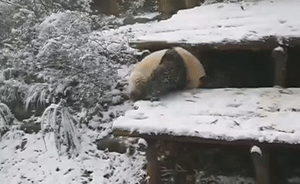 中华熊猫谷迎第一场雪：大熊猫雪地撒欢　