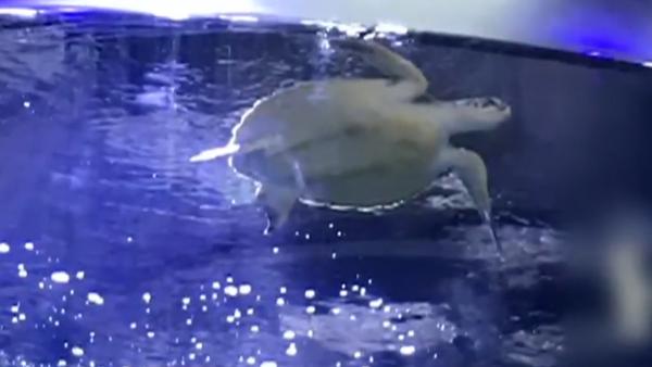 酒店大堂放水族箱养海龟，被罚三万六
