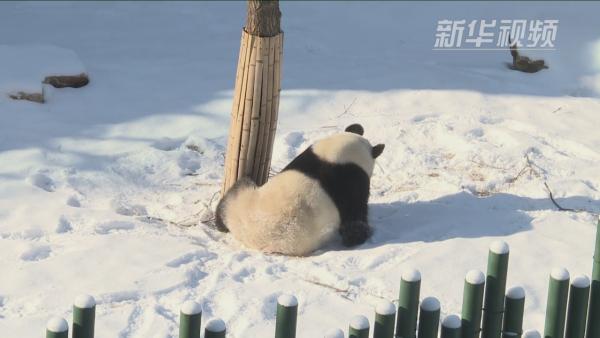 4只大熊猫迎沈阳首雪：零下20度抗寒