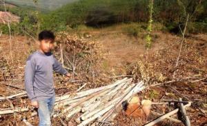 云南景谷两兄弟无证砍伐20亩桉树，涉特大滥伐林木罪被拘