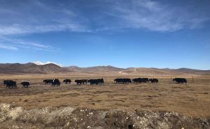 新时代新气象新作为｜西藏：牧民牦牛、草场入股，获稳定分红
